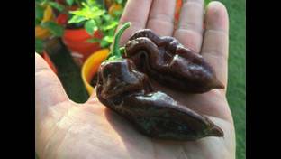 Qualtivate ® Chocolate Bhut Jolokia Ghost Chilli Seeds, Hot Pepper Seed