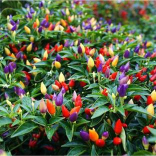 ENINE Chilli Seed
