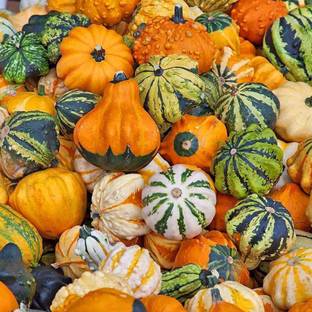 Qualtivate ™ Cucurbita Moschata Squash Pumpkin Seeds Seed
