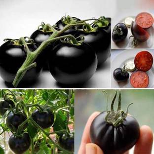 Qualtivate ® Black Tomato Seeds Seed