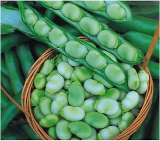 Qualtivate ™ Broad Bean Seeds Seed