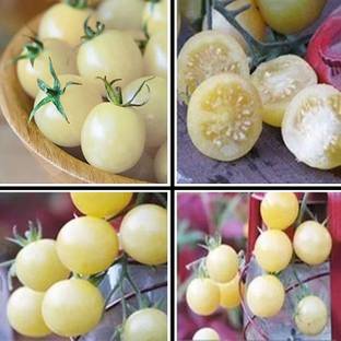 Qualtivate ® White Tomato Seeds Seed