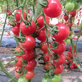 CYBEXIS F1 Hybrid Red Cherry Tomatoes Seeds-250 Seeds Seed