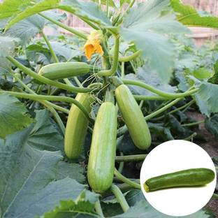 साइबेक्सिस एयर्लूम सब्जी कार्बनिक कद्दू के पौधे (कोर्गेट)-50 बीज बीज
