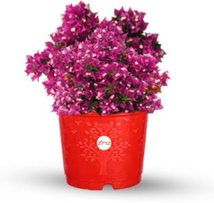 क्राफ्ट सीड्स 6-Inch Plastic Planters/Flower Pots Modern Decorative Beautiful & Gardening Pot (Assorted Colors) प्लांट कंटेनर सेट