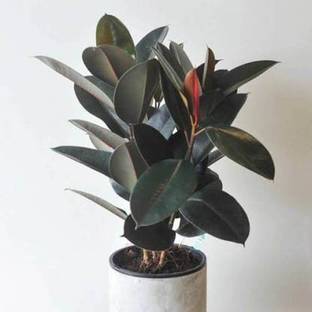 InGreen Rubber Tree
