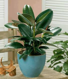 Evergreen Rubber Tree