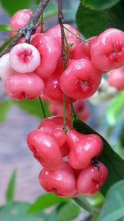 OMOM rose apple hybrid Seed