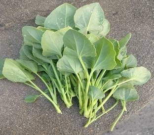Paudha Chukka Kura/Sorrel Seed