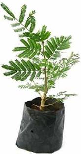 phoolmati Shami/Jand Plant