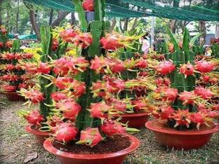 Fruitful Dragon Tree