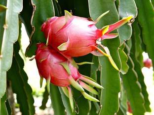 greenplanthub Dragon Tree