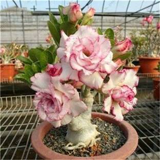Qualtivate ™ Perennial Easy Grow Garden Plant Adenium Seed(10 Seeds) Seed