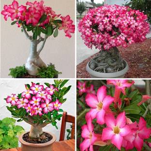 Qualtivate ® Desert Rose (Adenium obesum) Seeds - Winter-Hardy(15 Seeds) Seed
