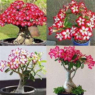 Qualtivate ™ Adenium Flower Tropical Flower Plant Seeds(30 Seeds) Seed