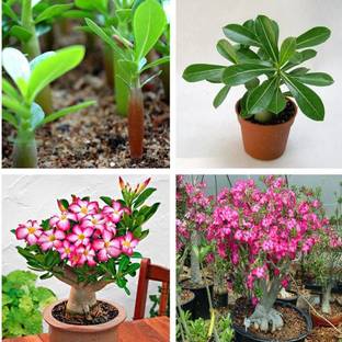 DROXTY ™ Perennial Plant Adenium Seed(50 Seeds) Seed