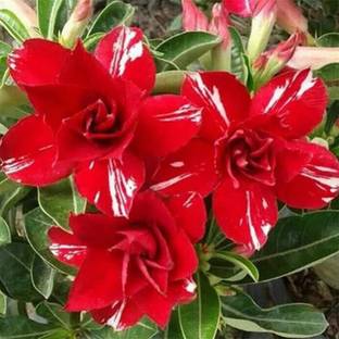 Qualtivate ® Adenium Obesum Desert Rose Flower Plant Seeds(15 Seeds) Seed
