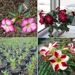 Qualtivate ® Desert Rose Seeds Adenium(25 Seeds) Seed