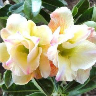 Qualtivate ® Adenium Obesum Desert Rose Seeds for Garden(40 Seeds) Seed