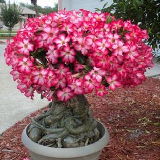 DROXTY ™ Adenium Obesum Seeds Desert Rose(30 Seeds) Seed