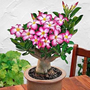 Qualtivate ® Desert Rose Perennial Flower Garden Bonsai(25 Seeds) Seed
