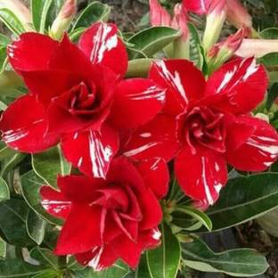 Qualtivate ™ Desert Rose Seeds for Garden - Adenium Seed(50 Seeds) Seed