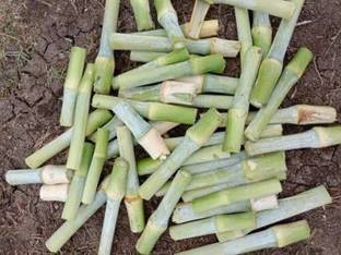 SIDDHARTH FISH FARM super Napier grass stick Seed