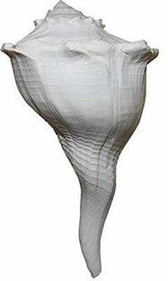 Thenkumari Shell Valampuri/Dakshinavarti Shankh Original Sangu/Shankh - Big 7 to 9 Inch Blowing Shankh