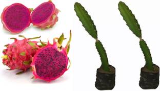 GLOBAL GREEN Dragon Tree