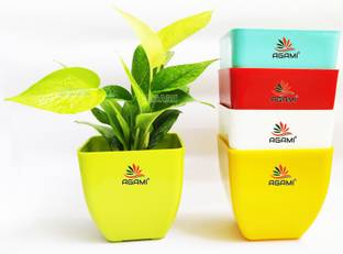 AGAMI Premium Decorative Square Shape 5 inch Pearl Pots for Flower and Plants Plant Container Set