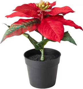 ROYAL NURSERY Poinsettia Plant