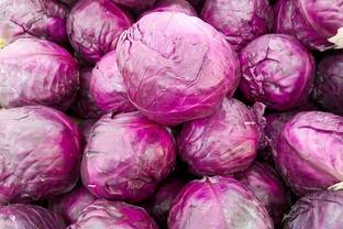 Gromax Red Cabbage, Bandha Kobi, Band Gobhi Seed Seed
