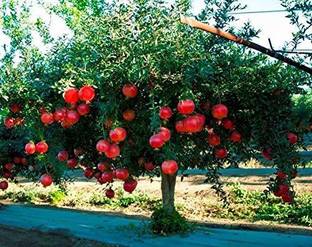 VibeX XLR-91 - Hybrid Rare Pomegranate Anar Red Bhagwa - (30 Seeds) Seed
