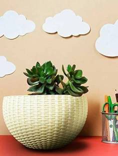 Ramanuj PACK OF 1-8.26 inches Euro Basket with hanging chains for various purposes Hanging Flower Pot Railing Flower Pots for Balcony/Outdoor Flower Stand/Flower Stand/Flower Pot Stands Plant Container plastic Hanging Pots Planter Pot Plastic Flower Basket Plant Container Set