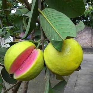 Heaven Of Saplings Guava Plant