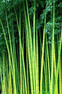 Grinian Two Layer Bamboo Plant