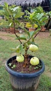 Fruitful Guava Plant