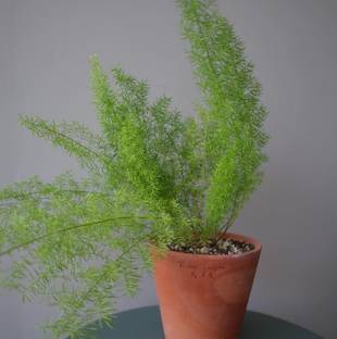 Click to purchase Asparagus Plant