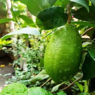 सोहा एंटरप्राइज़ नींबू का पौधा पौधा