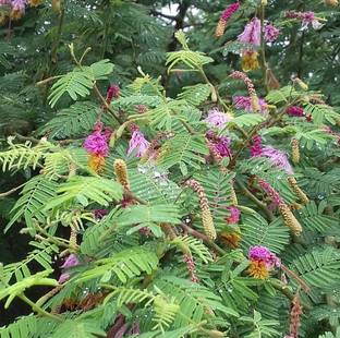 Click to purchase Shami/Jand Plant