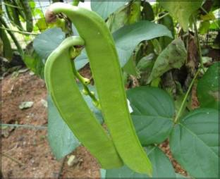 GARDENHUNT Sword Beans (Canavalia gladiata white seeded) Traditional Seed