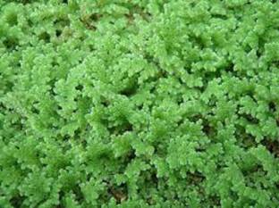 growfine Azolla Seed