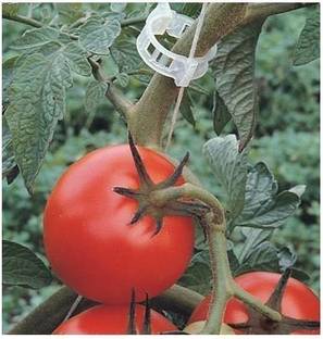 Vallabh Plant Support Clips for Garden, Tomato and Vegetables Garden (60 Pcs) Plant Straightener