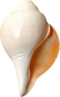 krishna co Blowing, Sacred Shankh