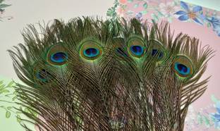 CRAFTWAFT Pack of 5 Decorative Feathers
