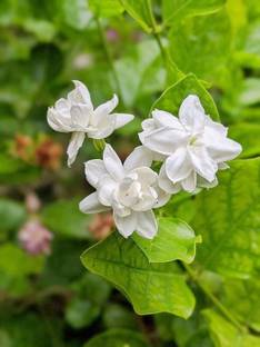 Platone Jasmine Plant
