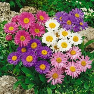 U-GROW INDIA MULTICOLOR ASTER FLOWER Seed