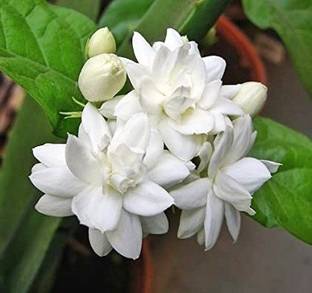 Platone Jasmine Plant