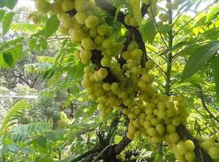 ROYAL NURSERY Amla Plant