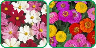 Aero Seeds Zinnia Mix Color (50 Seeds)And Cosmos Mix Color (50 Seeds) Flower Seeds Pack Seed